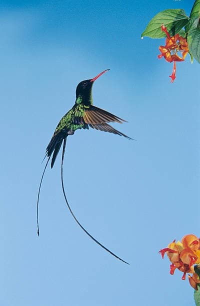 A male Red-billed Streamertail (Trochilus polytmus) in mid-flight near tropical flowers.